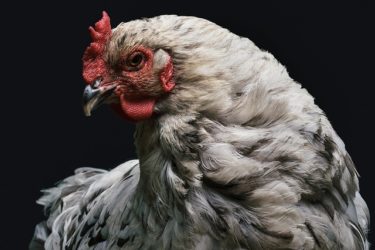 韓国農家の鶏卵から有害成分が検出　「2万4千個がすでに首都圏に流通」地元紙