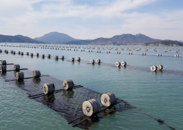 韓国南西部の養殖場で生産された海苔からカドミウムが検出　流通分含め全量廃棄へ