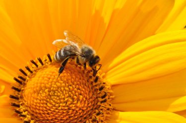 人口蜂蜜を天然蜂蜜と騙して売った韓国業者５カ所が摘発　その価格差は？