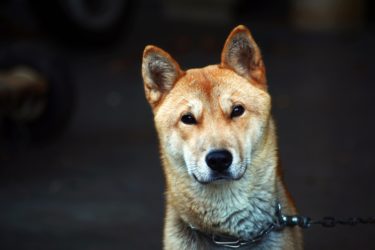 韓国で犬食忌避が高まる　１０人に７人「法律で禁止を」